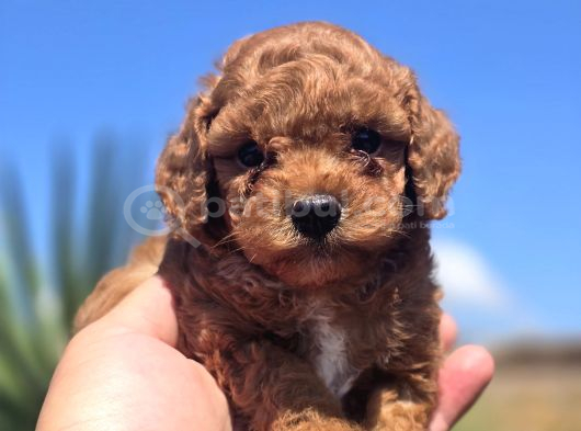 Safkan Red Brown Toy Poodle  Sağlık Kontrollü