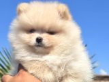 Gerçek Pomeranian Boo Kalitesi