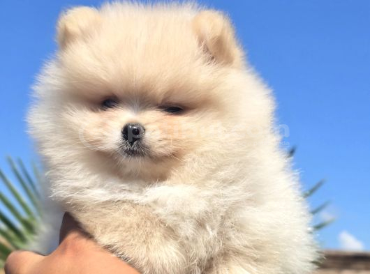 Gerçek Pomeranian Boo Kalitesi görsel