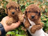 Kampanyalı Poodle Yavrular
