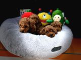 Üst Kali̇te Toy Poodle Yavrulari