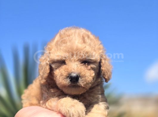 Teddy Bear Suratlı Maltipo Bebekler Teslime Hazır görsel
