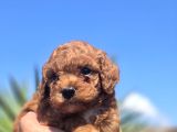 Safkan Red Brown Toy Poodle  Sağlık Kontrollü