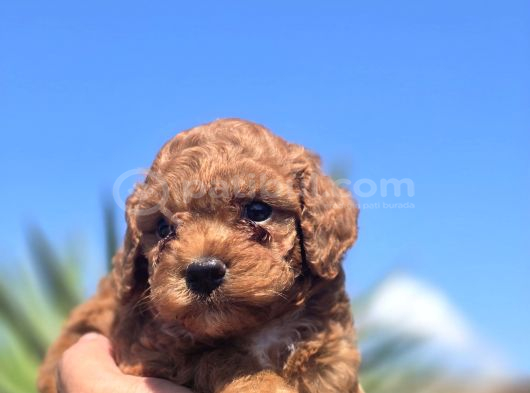 Safkan Red Brown Toy Poodle  Sağlık Kontrollü görsel