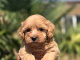 Peluş Görünümlü Teacup Maltipoo