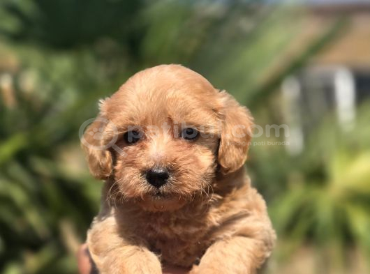 Peluş Görünümlü Teacup Maltipoo görsel