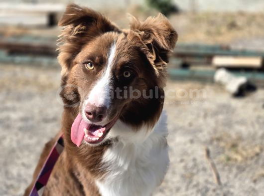 Border Collienin En Özel Yavruları görsel