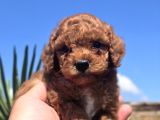 Safkan Red Brown Toy Poodle  Sağlık Kontrollü