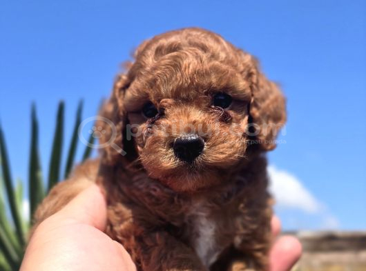 Safkan Red Brown Toy Poodle  Sağlık Kontrollü görsel