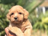Peluş Görünümlü Teacup Maltipoo