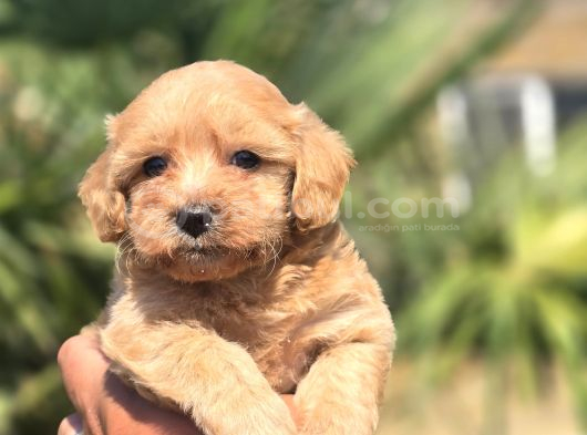 Peluş Görünümlü Teacup Maltipoo görsel