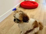 Tatlı Ve Minik Shih Tzu Bebeğimiz Yeni Yuvasını Arıyor