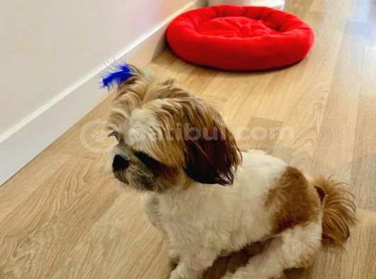Tatlı Ve Minik Shih Tzu Bebeğimiz Yeni Yuvasını Arıyor görsel