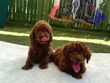 Zi̇yarete Açik Erkek Di̇şi̇ Poodle Bebekler