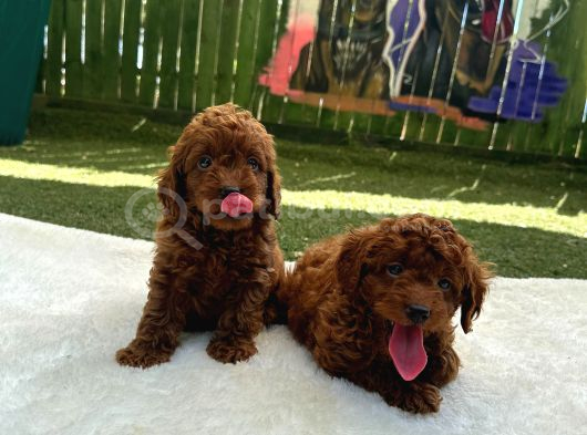 Zi̇yarete Açik Erkek Di̇şi̇ Poodle Bebekler görsel