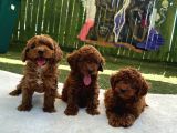 Zi̇yarete Açik Erkek Di̇şi̇ Poodle Bebekler