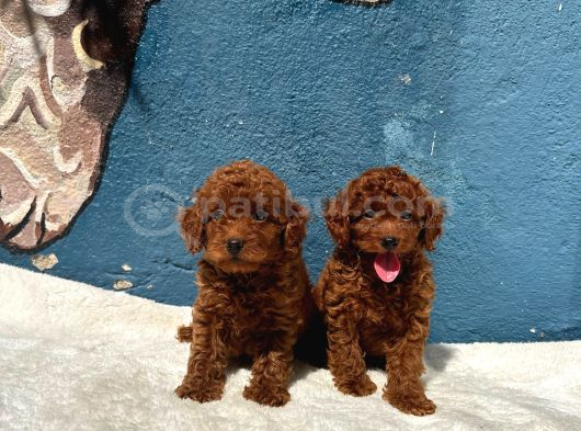 Zi̇yarete Açik Erkek Di̇şi̇ Poodle Bebekler görsel