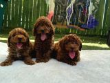 Zi̇yarete Açik Erkek Di̇şi̇ Poodle Bebekler