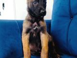Kara Suratlı Belçika Yavruları