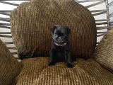 TUVALET EĞİTİMLİ AŞILI PUG ERKEK BEBEK