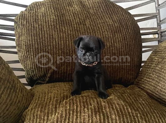 Tuvalet Eği̇ti̇mli̇ Aşili Pug Erkek Bebek