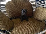 Tuvalet Eği̇ti̇mli̇ Aşili Pug Erkek Bebek