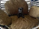 Tuvalet Eği̇ti̇mli̇ Aşili Pug Erkek Bebek