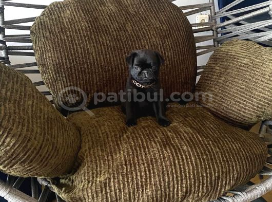 Tuvalet Eği̇ti̇mli̇ Aşili Pug Erkek Bebek görsel