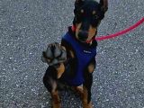 Psi̇koloji̇ Düzelten Doberman