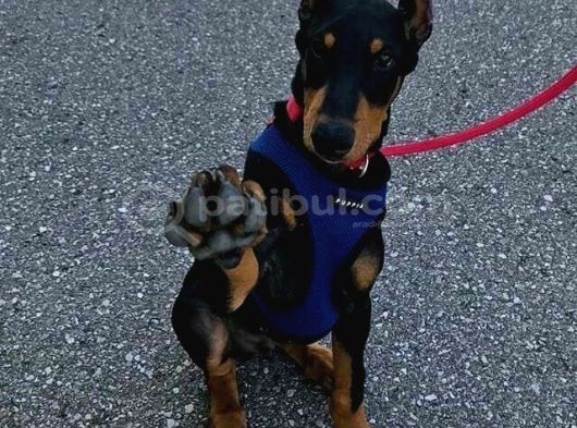 Psi̇koloji̇ Düzelten Doberman görsel