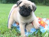 SEVİMLİ PUG MOPS YAVRULAR
