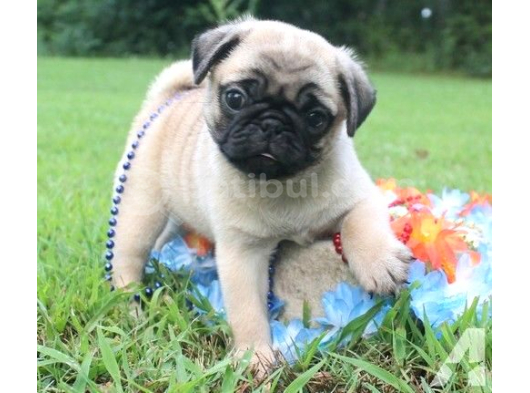 SEVİMLİ PUG MOPS YAVRULAR