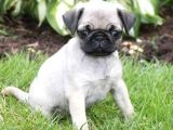 Sevi̇mli̇ Pug Mops Yavrular
