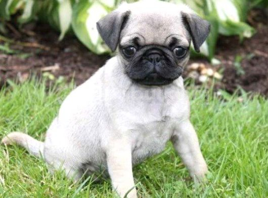 Sevi̇mli̇ Pug Mops Yavrular görsel