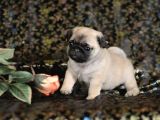 Sevi̇mli̇ Pug Mops Yavrular