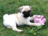 Sevi̇mli̇ Pug Mops Yavrular