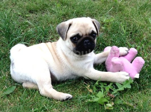 Sevi̇mli̇ Pug Mops Yavrular görsel