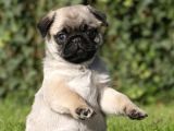 PUG MOPS YAVRULAR EV ÜRETİMİ
