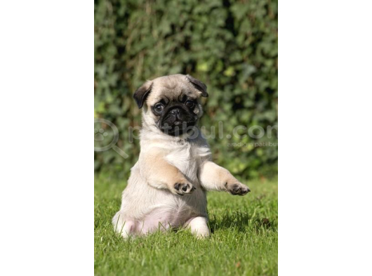 Pug Mops Yavrular Ev Üreti̇mi̇