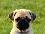 Pug Mops Yavrular Ev Üreti̇mi̇