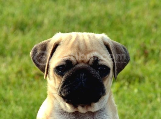 Pug Mops Yavrular Ev Üreti̇mi̇ görsel