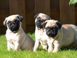 Pug Mops Yavrular Ev Üreti̇mi̇