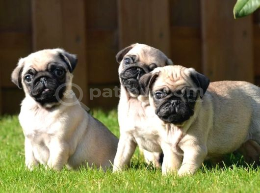 Pug Mops Yavrular Ev Üreti̇mi̇ görsel