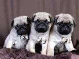 Pug Mops Yavrular Ev Üreti̇mi̇