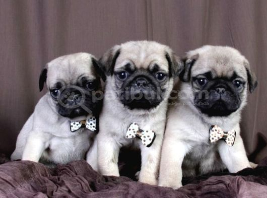 Pug Mops Yavrular Ev Üreti̇mi̇ görsel