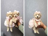 KAHVE TONLU MALTİPOO CİNSİ YAVRULAR