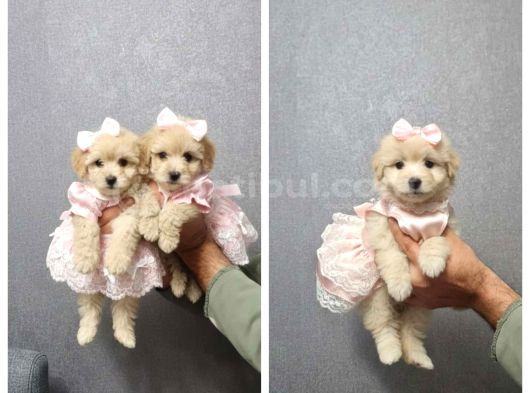 Kahve Tonlu Malti̇poo Ci̇nsi̇ Yavrular