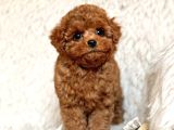TOY POODLE SEVİMLİ YAVRULAR EV ÜRETİMİ