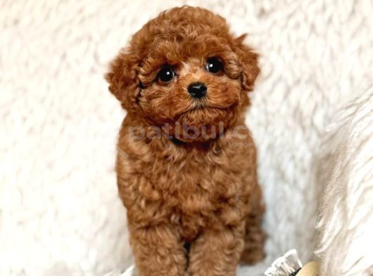 Toy Poodle Sevi̇mli̇ Yavrular Ev Üreti̇mi̇