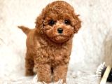 Toy Poodle Sevi̇mli̇ Yavrular Ev Üreti̇mi̇